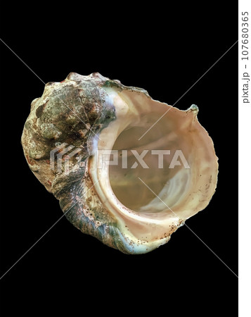 Shells Shells 107680365