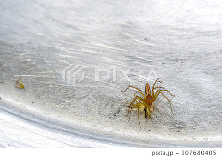 Spider 107680405