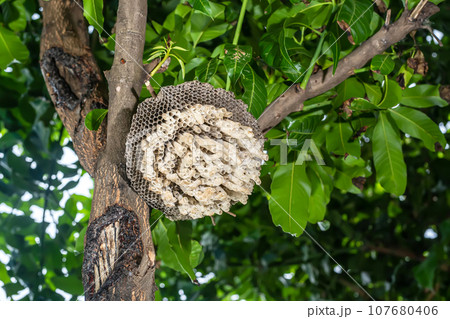 Wasp's nest 107680406