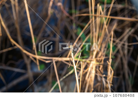 Dragonfly on top of the dry grass Dragonfly on top of the dry grass 107680408