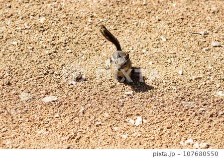 Chipmunk in the wild mountains Estes Park Colorado Chipmunk in the wild mountains Estes Park Colorado 107680550