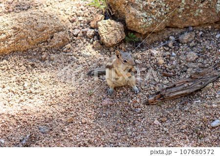 Chipmunk in the wild mountains Estes Park Colorado Chipmunk in the wild mountains Estes Park Colorado 107680572