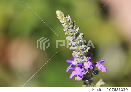 ラベンダーセージ　0025 107681030