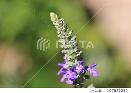 ラベンダーセージ　0028 107681033