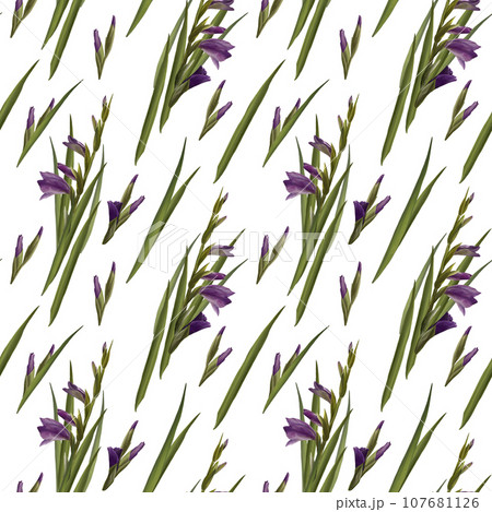 Watercolor gladioluses plant seamless pattern, hand drawn floral illustration of violet flowers buds and leaves. Isolated white background.Repeating design for print, wallpaper, wrapping paper textile Watercolor gladioluses plant seamless pattern, hand drawn floral illustration of violet flowers buds and leaves. Isolated white background.Repeating design for print, wallpaper, wrapping paper textile 107681126