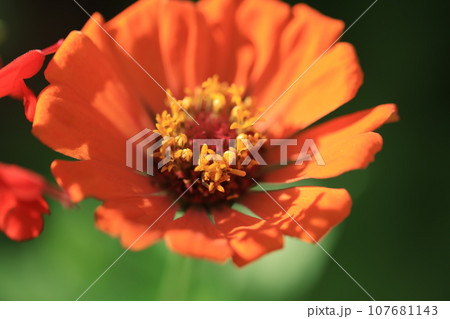 ジニア　0298 107681143