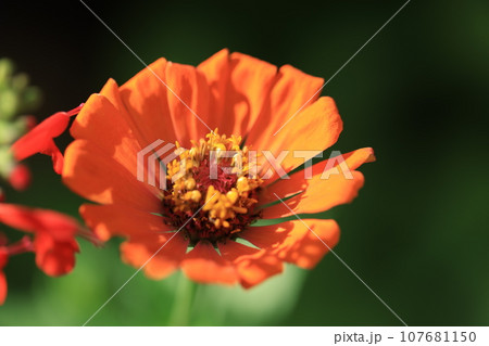 ジニア 0305 ジニア 0305 107681150