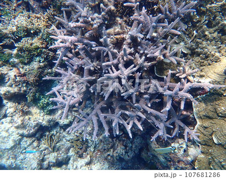 上から見た青っぽい枝状の珊瑚の写真素材 [107681286] - PIXTA