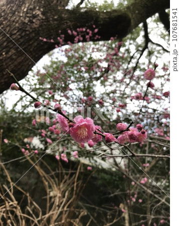 梅の木に咲く 107681541