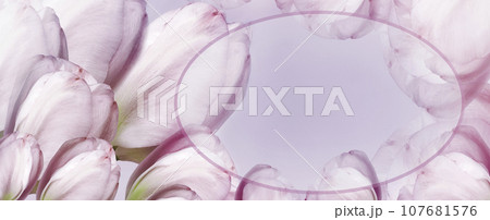 flowers pink tulips on light pink background. Close-up. Flowers on the stem. Nature.. flowers pink tulips on light pink background. Close-up. Flowers on the stem. Nature.. 107681576