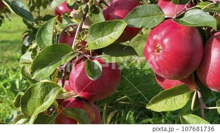 Apple harvesting. close-up. Red, ripe, juicy apples on branches in farm orchard. autumn. Agriculture, gardening. 107681736