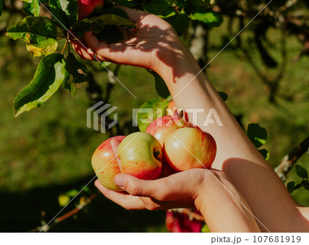 Farmer picking fresh organic apples in orchard Healthy fruits growing on branch in the garden Local food harvest concept 107681919