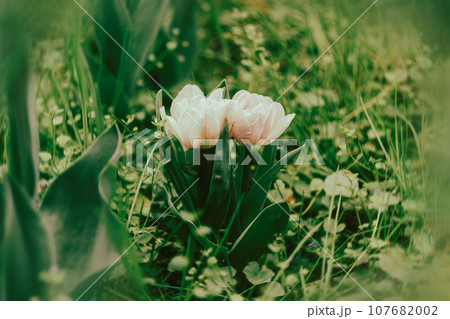 Netherlands tulips close-up selective focus blurred background. Tender flower blossom garden spring season Modern toning 107682002