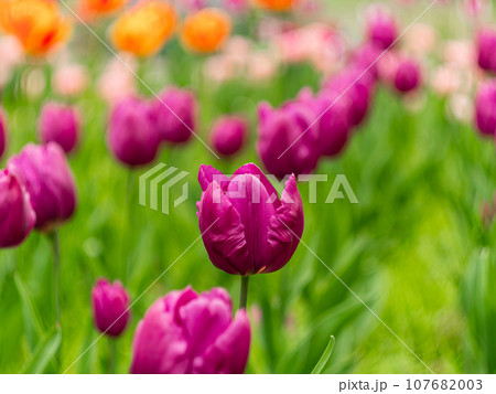 Netherlands tulips close-up selective focus blurred background. Tender flower blossom garden spring season Modern toning 107682003