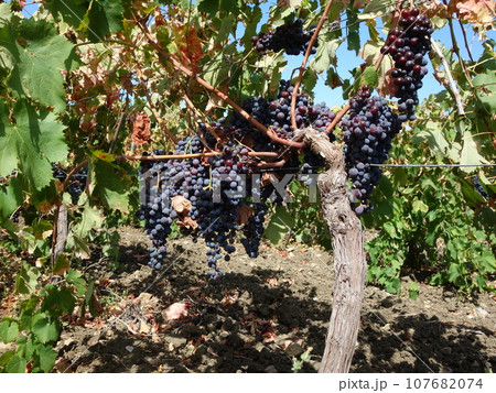 収穫間近の赤ワインぶどう 107682074