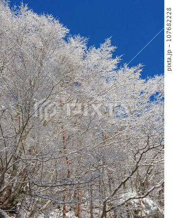 厳冬のイメージ_霧氷の付いた木々と青空の風景 厳冬のイメージ_霧氷の付いた木々と青空の風景 107682228