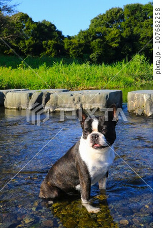 川遊びの人気スポット都幾川の浅瀬に入って可愛く見つめるボストンテリアのマイティ君♡ 川遊びの人気スポット都幾川の浅瀬に入って可愛く見つめるボストンテリアのマイティ君♡ 107682258