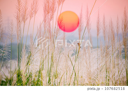 Nature's Tapestry Nature's Tapestry 107682518