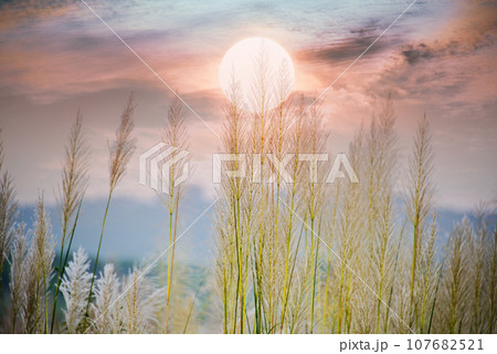 Wild Sugarcane Dreams Wild Sugarcane Dreams 107682521