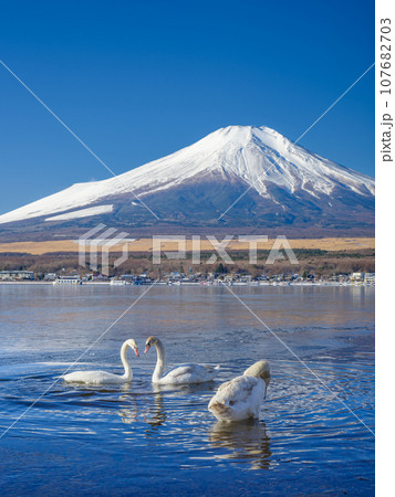 山梨_凍結する山中湖と富士山・白鳥の風景 107682703