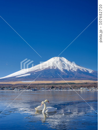 山梨_凍結する山中湖と富士山・白鳥の風景 107682710