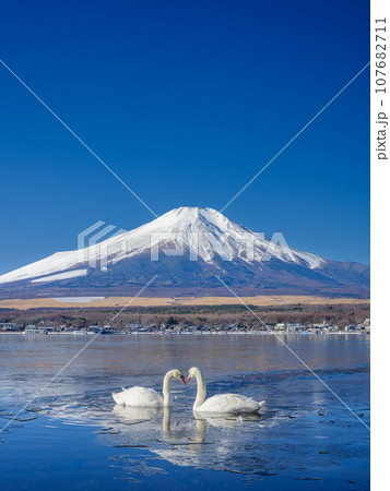 山梨_凍結する山中湖と富士山・白鳥の風景 107682711