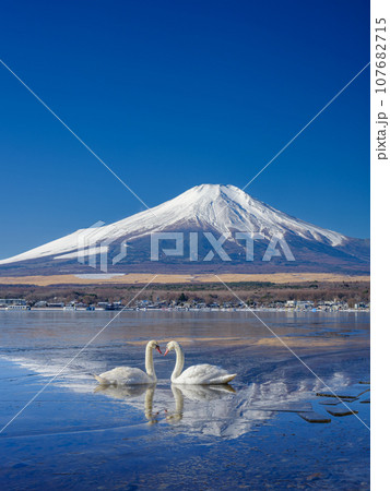 山梨_凍結する山中湖と富士山・白鳥の風景 107682715