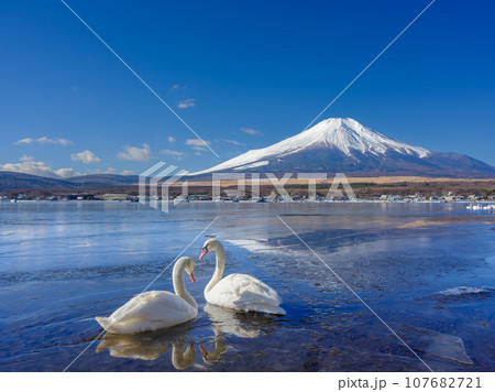山梨_凍結する山中湖と富士山・白鳥の風景 107682721