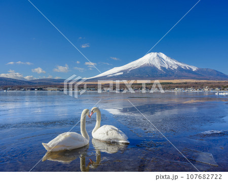 山梨_凍結する山中湖と富士山・白鳥の風景 107682722