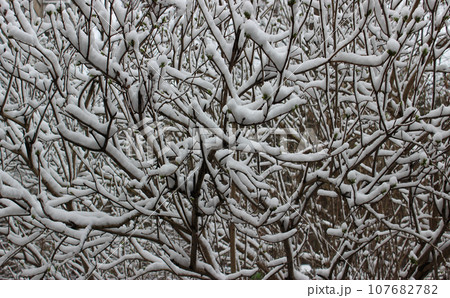 Thin twigs of shrubs are covered with a layer of snow texture background Thin twigs of shrubs are covered with a layer of snow texture background 107682782