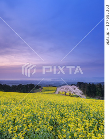 長崎_白木峰高原の菜の花と桜の絶景風景 107683363