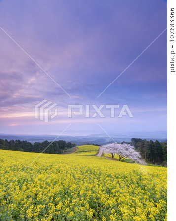 長崎_白木峰高原の菜の花と桜の絶景風景 107683366