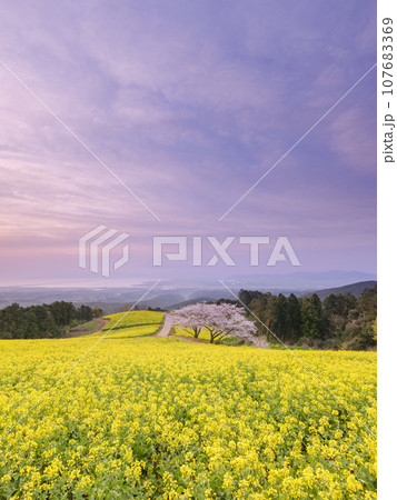 長崎_白木峰高原の菜の花と桜の絶景風景 107683369