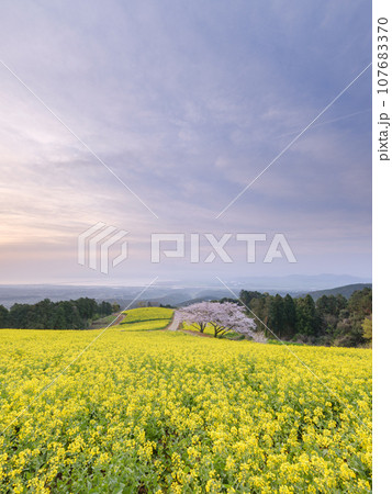 長崎_白木峰高原の菜の花と桜の絶景風景 長崎_白木峰高原の菜の花と桜の絶景風景 107683370
