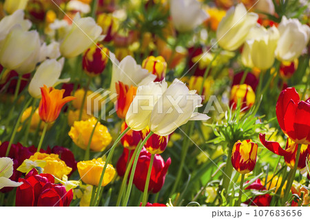 Yellow and white tulip flowers 107683656