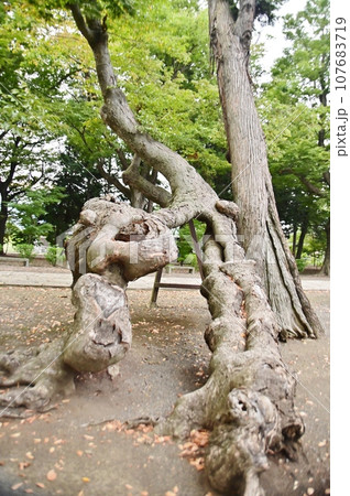 神社の境内で樹皮のみで生き延びているような樹木 神社の境内で樹皮のみで生き延びているような樹木 107683719