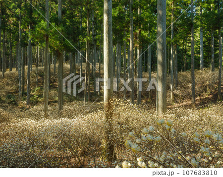 ミツマタ群生地の絶景風景 107683810