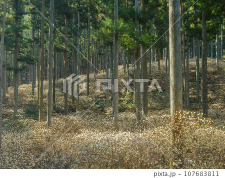 ミツマタ群生地の絶景風景 ミツマタ群生地の絶景風景 107683811