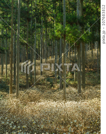 ミツマタ群生地の絶景風景 107683812