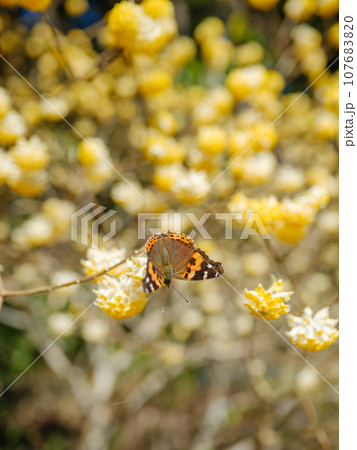 ミツマタ群生地の絶景風景 ミツマタ群生地の絶景風景 107683820