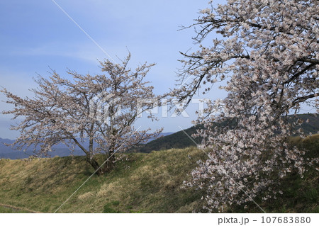 三峰川の堤防の桜 三峰川の堤防の桜 107683880