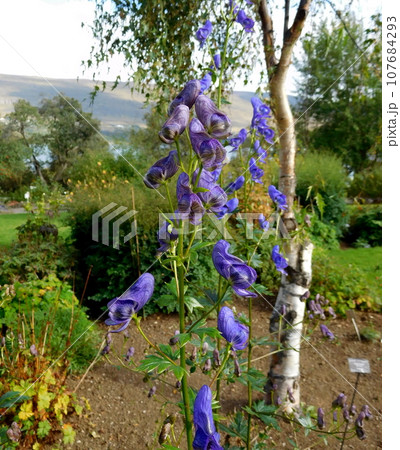 アイスランド 夏 アークレイリ 植物園 Aconitum variegatum アイスランド 夏 アークレイリ 植物園 Aconitum variegatum 107684293