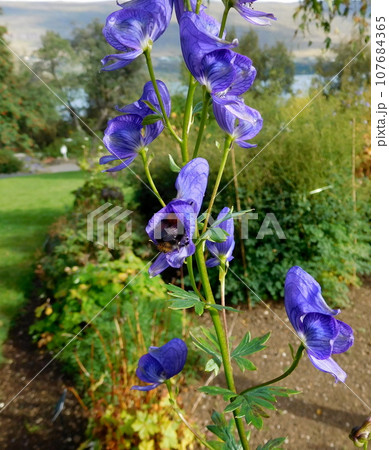 アイスランド 夏 アークレイリ 植物園 Aconitum variegatum アイスランド 夏 アークレイリ 植物園 Aconitum variegatum 107684365