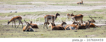 Cobe lechwe african antelope of genus waterbuck Cobe lechwe african antelope of genus waterbuck 107684459