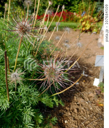 アイスランド 夏 アークレイリ 植物園 pulsatilla albana 種 アイスランド 夏 アークレイリ 植物園 pulsatilla albana 種 107684509