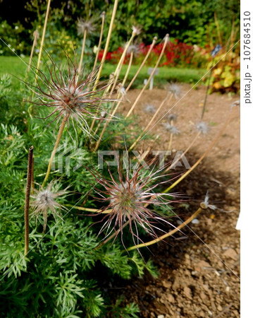 アイスランド 夏 アークレイリ 植物園 pulsatilla albana 種 アイスランド 夏 アークレイリ 植物園 pulsatilla albana 種 107684510