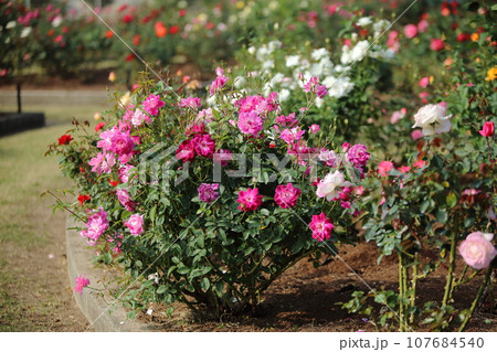 荒尾市　おもやい市民花壇　バラの花、 107684540