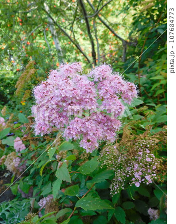 アイスランド　夏　アークレイリ　植物園　Spiraea-margaritae 107684773
