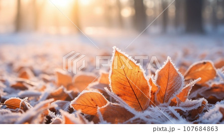 Orange beech leaves covered with frost in late fall or early winter. Orange beech leaves covered with frost in late fall or early winter. 107684863