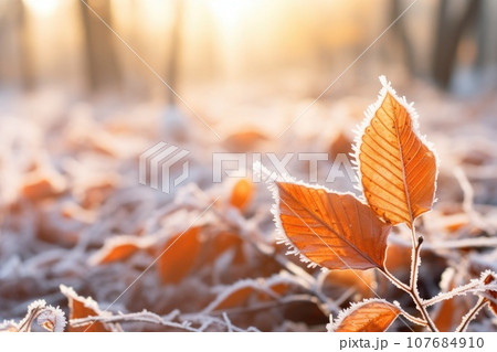 Orange beech leaves covered with frost in late fall or early winter. 107684910